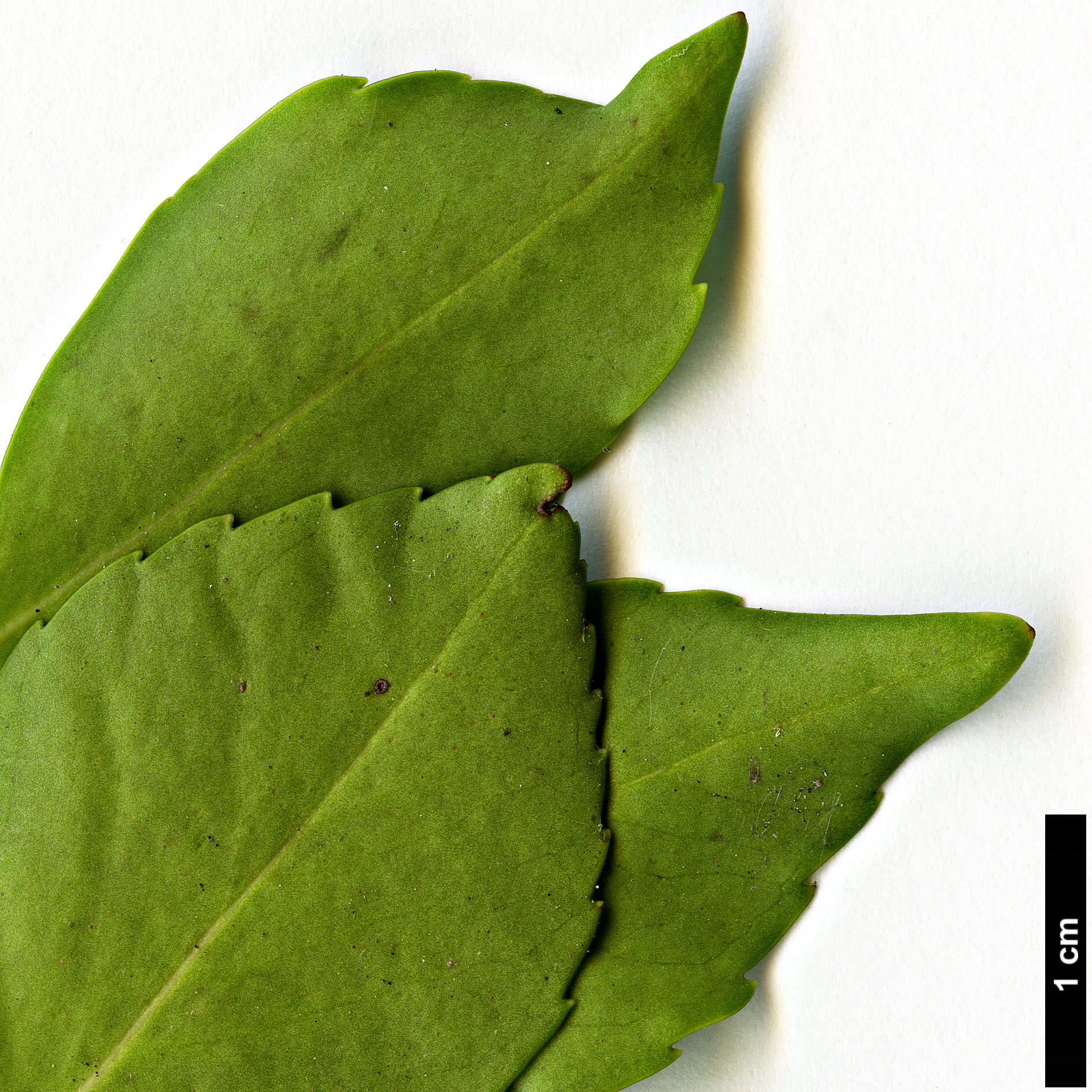 High resolution image: Family: Aquifoliaceae - Genus: Ilex - Taxon: sugerokii - SpeciesSub: subsp. longipedunculata